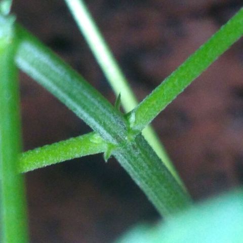 Bob growlog timeline photo