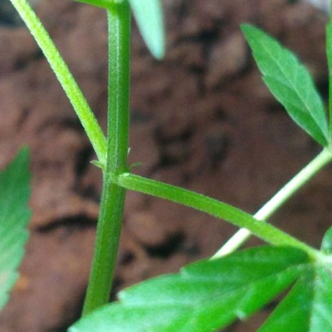 Bob growlog timeline photo