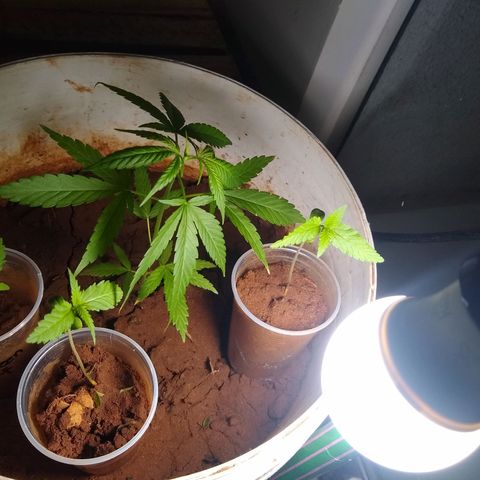 Bob growlog timeline photo