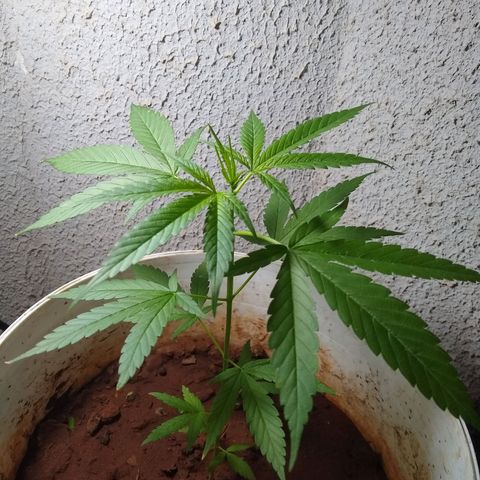 Bob growlog photo: Folhas grandes 