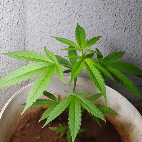 Bob growlog photo: Folhas grandes 
