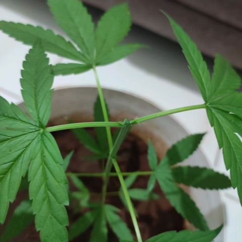 Bob growlog timeline photo