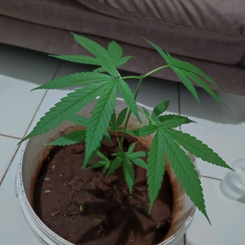 Bob growlog timeline photo