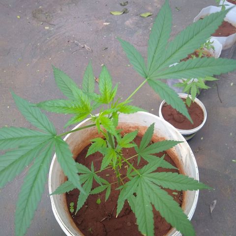 Bob growlog photo: Resultado de poda topping bem sucedido 