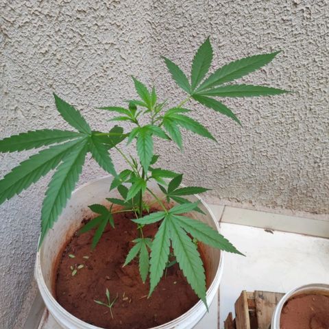 Bob growlog photo: Resultado de poda topping bem sucedido 