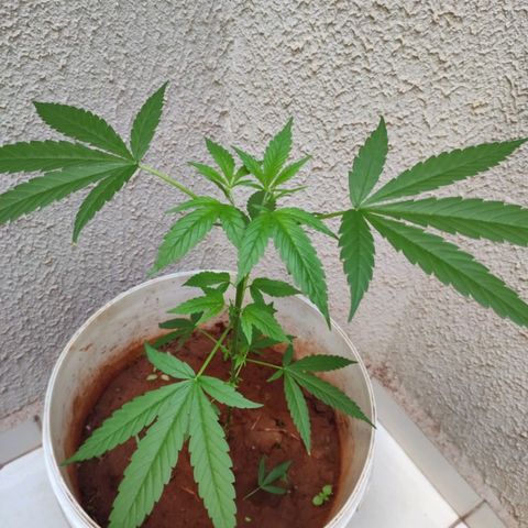 Bob growlog timeline photo