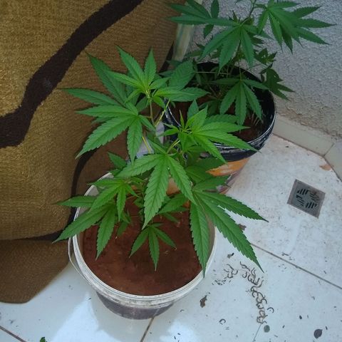 Bob growlog timeline photo