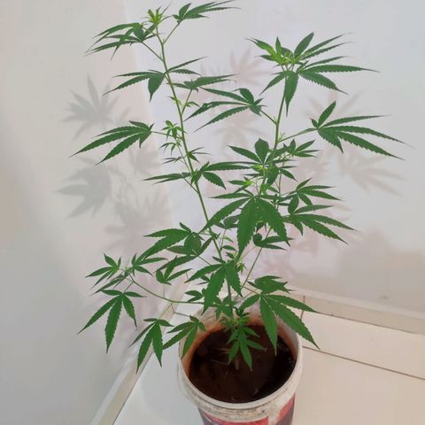 Bob growlog timeline photo