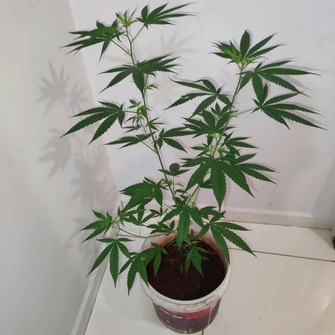 Bob growlog timeline photo