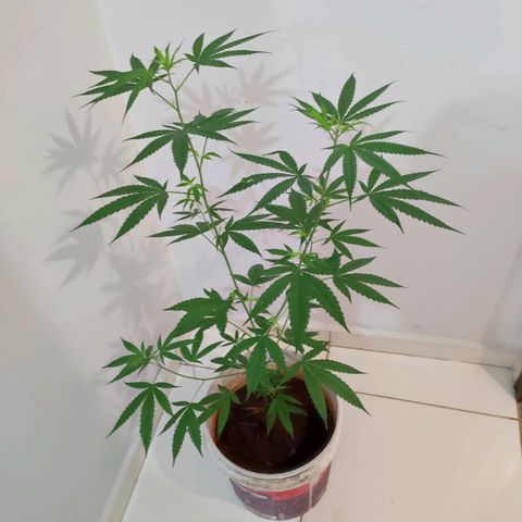 Bob growlog timeline photo