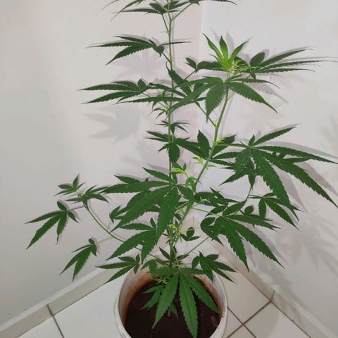 Bob growlog timeline photo