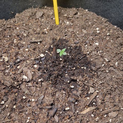 Epsilon F1 growlog timeline photo