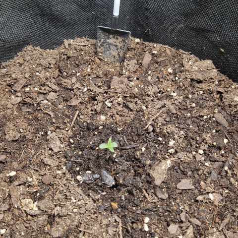 Medusa F1 growlog timeline photo