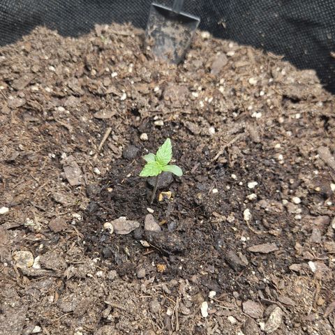 Medusa F1 growlog timeline photo