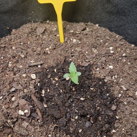 Epsilon F1 growlog timeline photo