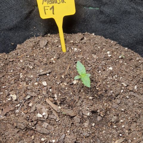 Epsilon F1 growlog timeline photo