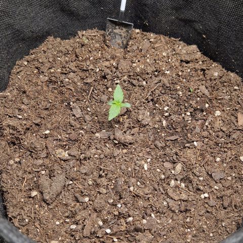 Medusa F1 growlog timeline photo