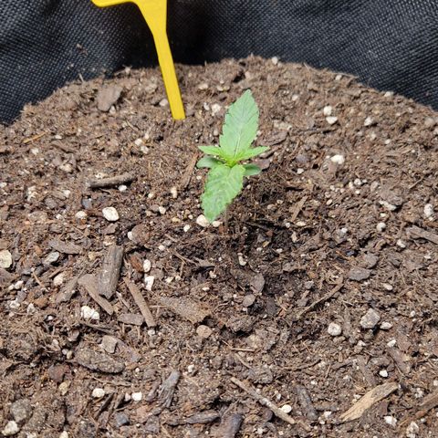 Epsilon F1 growlog timeline photo
