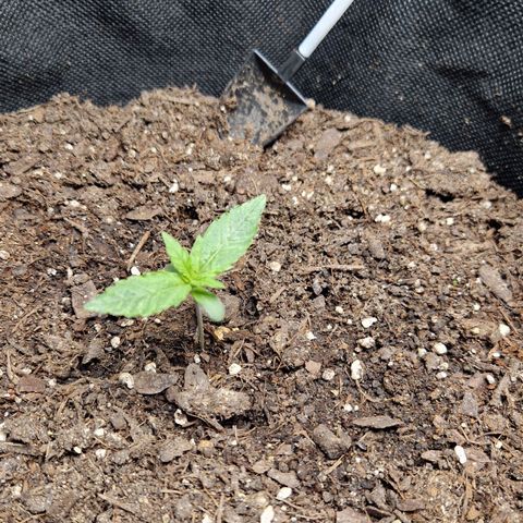 Medusa F1 growlog timeline photo