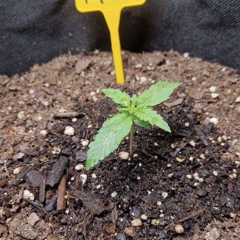 Epsilon F1 growlog timeline photo