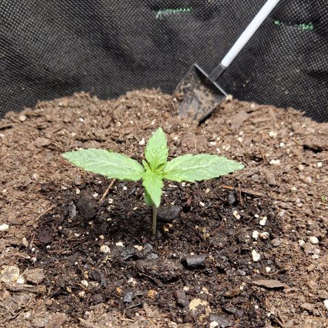Medusa F1 growlog timeline photo