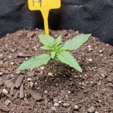 Epsilon F1 growlog timeline photo