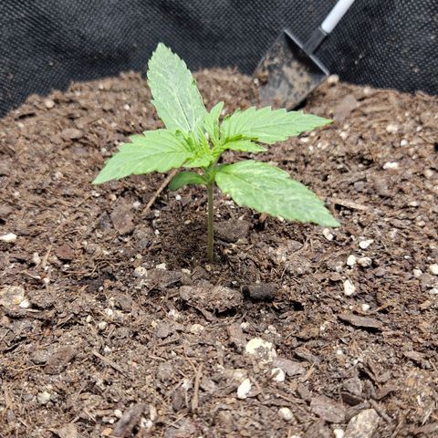 Medusa F1 growlog timeline photo