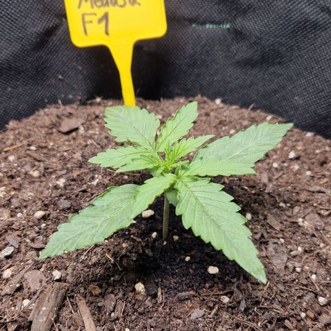 Epsilon F1 growlog timeline photo