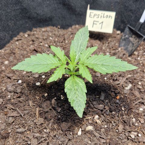 Medusa F1 growlog timeline photo