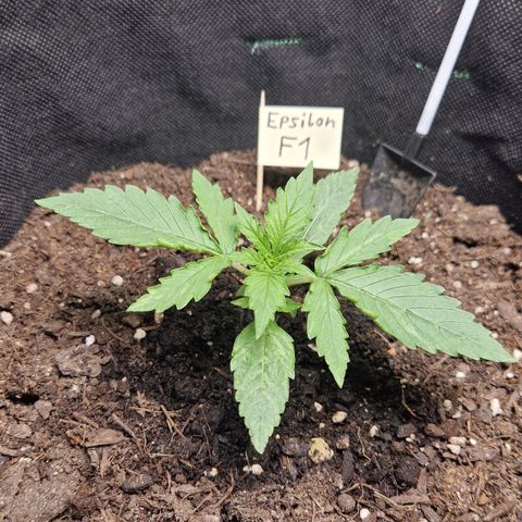 Medusa F1 growlog timeline photo