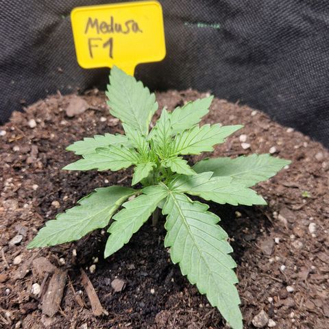 Epsilon F1 growlog timeline photo