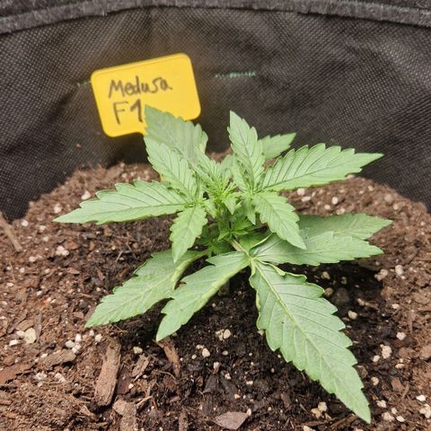 Epsilon F1 growlog timeline photo