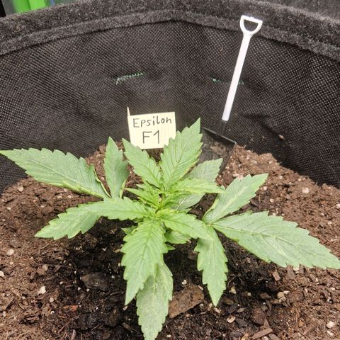 Medusa F1 growlog timeline photo