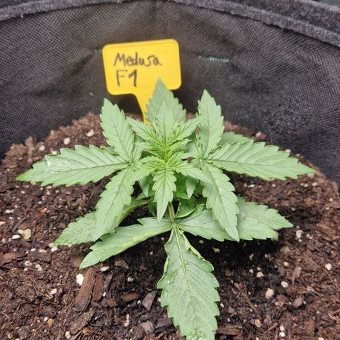 Epsilon F1 growlog timeline photo