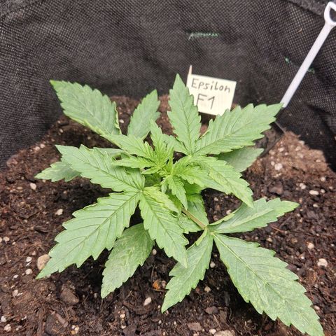 Medusa F1 growlog timeline photo