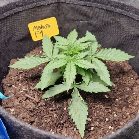 Epsilon F1 growlog timeline photo