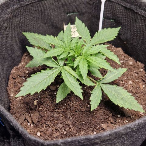 Medusa F1 growlog timeline photo