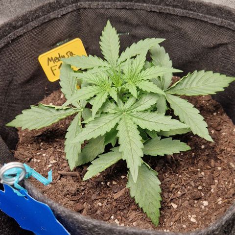 Epsilon F1 growlog photo: Went from 24/0 light hours to 20/4, because of Taco-Leaves