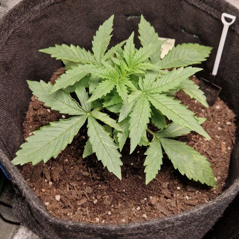 Medusa F1 growlog photo: Went from 24/0 light hours to 20/4, because of Taco Leaves.