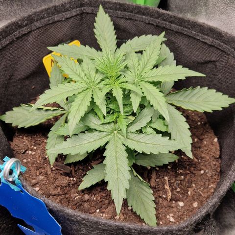 Epsilon F1 growlog timeline photo