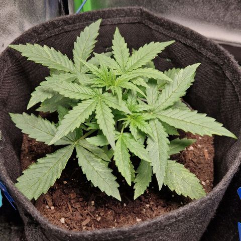 Medusa F1 growlog timeline photo