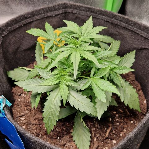Epsilon F1 growlog timeline photo