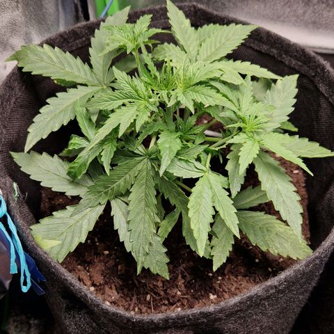 Medusa F1 growlog timeline photo