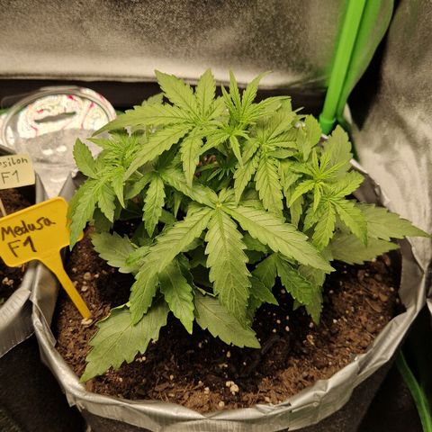 Epsilon F1 growlog timeline photo
