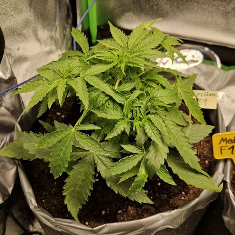 Medusa F1 growlog timeline photo