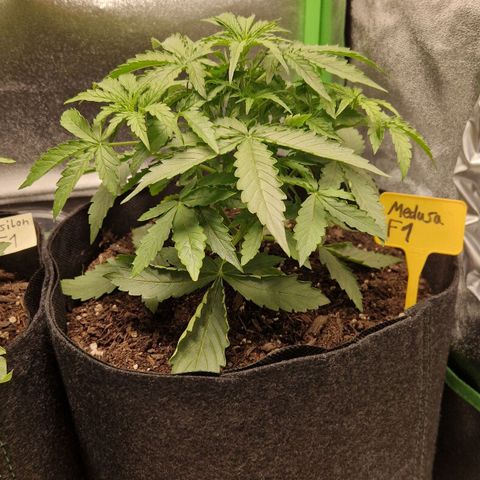 Epsilon F1 growlog timeline photo