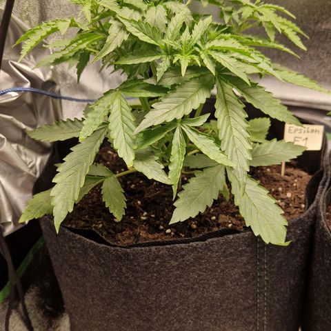 Medusa F1 growlog timeline photo