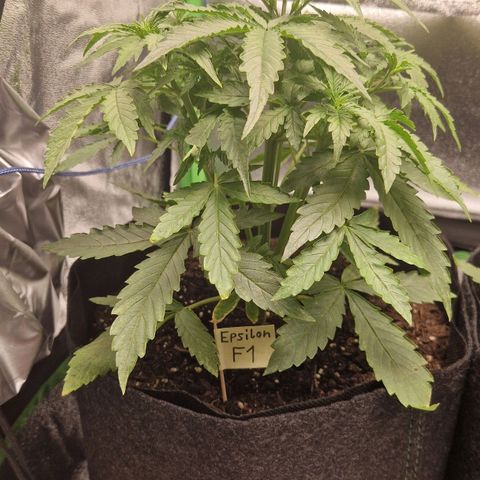 Medusa F1 growlog timeline photo
