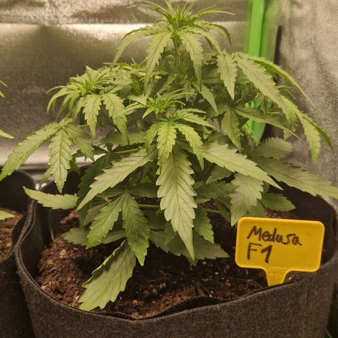 Epsilon F1 growlog timeline photo