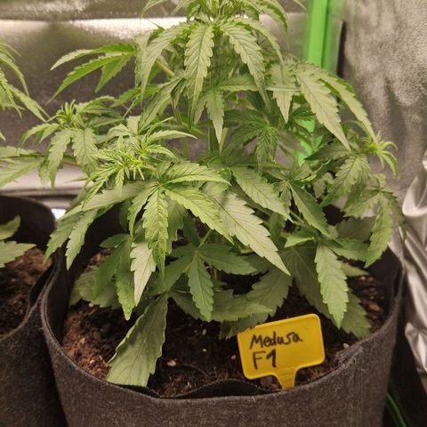 Epsilon F1 growlog timeline photo